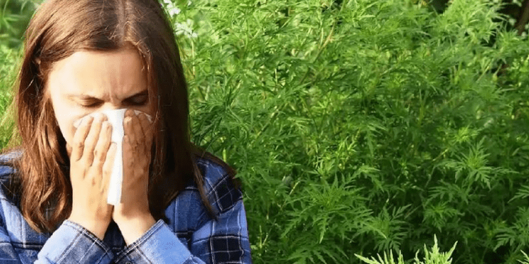 Începe calvarul pentru cei care suferă de alergie la ambrozie: Ministerul Agriculturii îndeamnă cetățenii să distrugă planta