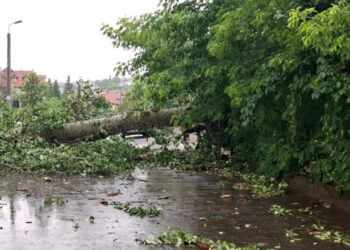 „Plopul lui Eminescu” renaște prin artă: sculpturi din lemnul copacului prăbușit vor fi expuse la Iași