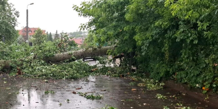 „Plopul lui Eminescu” renaște prin artă: sculpturi din lemnul copacului prăbușit vor fi expuse la Iași