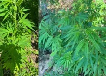 Posibilă cultură de cânepă, descoperită la Grătiești