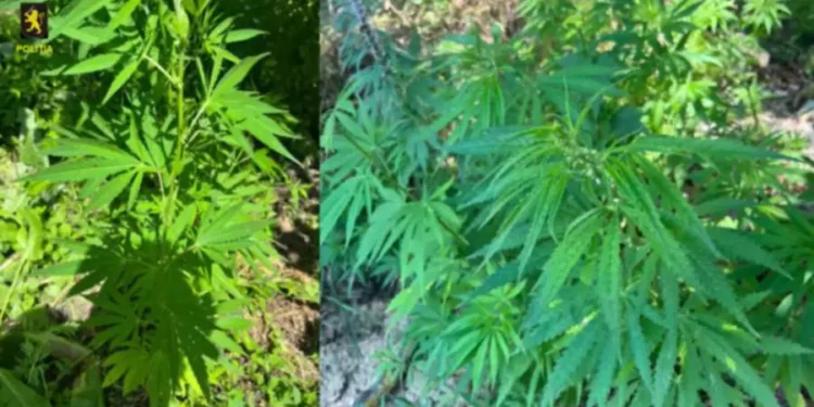 Posibilă cultură de cânepă, descoperită la Grătiești