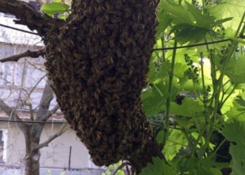 Un roi de albine a poposit în curtea unei familii din Dubăsari: Apicultorul a intervenit pentru a le muta în siguranță