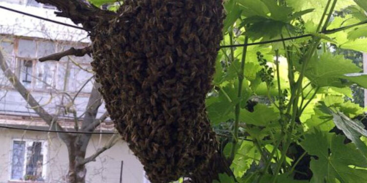 Un roi de albine a poposit în curtea unei familii din Dubăsari: Apicultorul a intervenit pentru a le muta în siguranță
