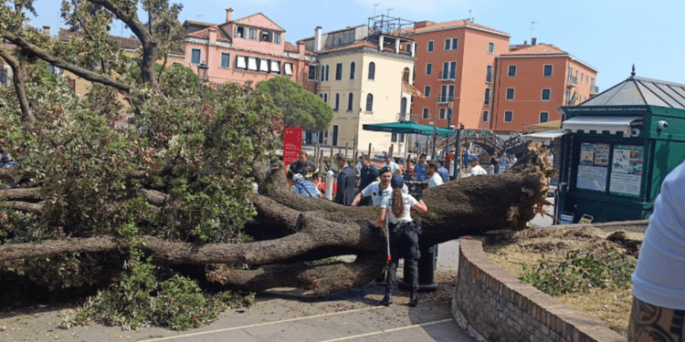 Copac prăbușit în centrul Veneției: mai multe victime, inclusiv o femeie din R. Moldova