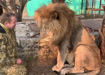 Директор «Тайгана» в реанимации после нападения львов