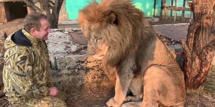 Директор «Тайгана» в реанимации после нападения львов