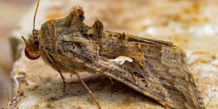 Fenomen neobișnuit în România: Buha gamma a invadat locurile publice și locuințele oamenilor. Cât de dăunători sunt?