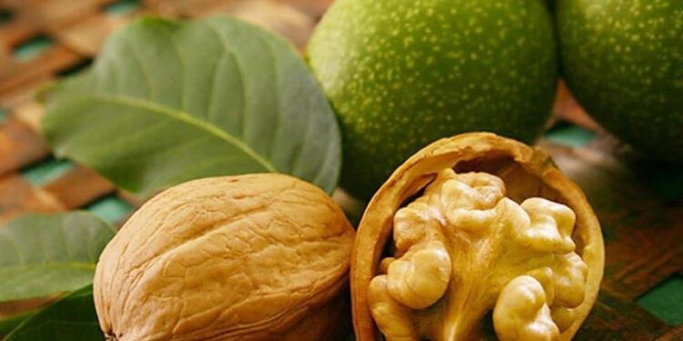 Урожай грецкого ореха ожидается на треть меньше прошлогоднего