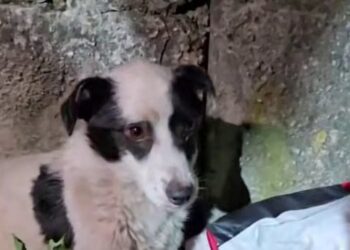 Задержаны двое мужчин, покалечивших собаку в Хынчештах