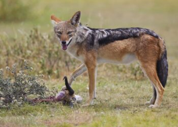 В Молдове участились нападения шакалов на домашних животных