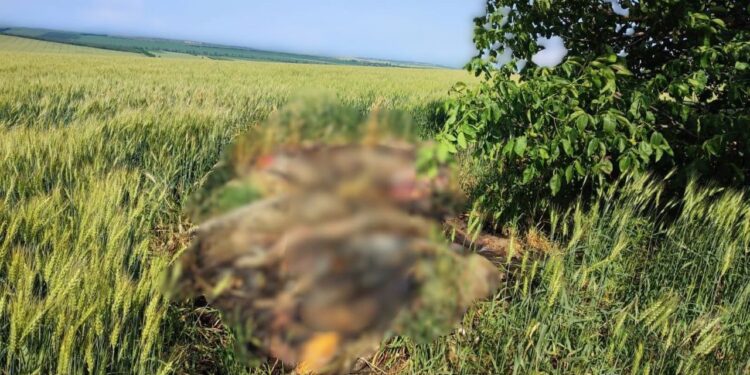 Focar de Pesta Porcină Africană confirmat în raionul Drochia: 16 porci domestici găsiți morți într-un lan de grâu