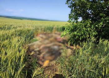 Dezastru ecologic în Drochia: 16 cadavre de porci, aruncate într-un lan de grâu, confirmate cu Pesta Porcină Africană