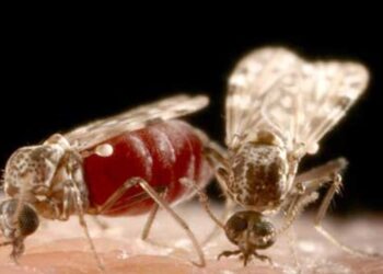 În Transnistria a crescut numărul muștețelor cu mușcături dureroase