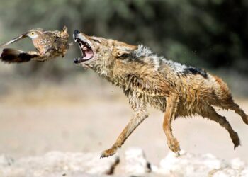  В Гагаузии растёт угроза: шакалы массово атакуют хозяйства и вытесняют местную фауну