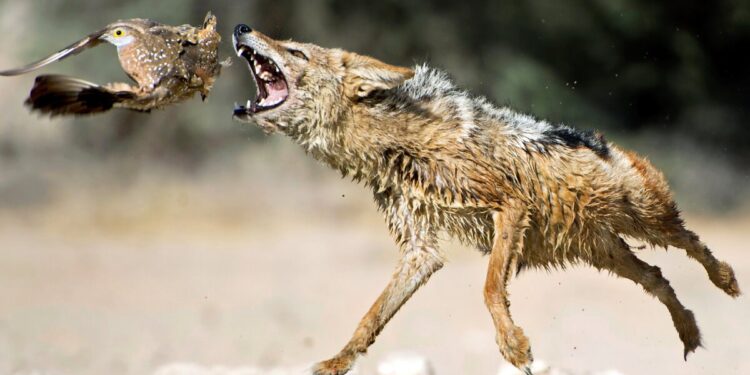  В Гагаузии растёт угроза: шакалы массово атакуют хозяйства и вытесняют местную фауну