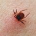 Минздрав предупреждает о рисках укусов клещей в тёплый сезон