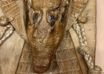 Молдова — родина крокодилов: У авиапассажира из Кишинева немецкие таможенники нашли целого аллигатора, правда, засушенного — вез в подарок жене