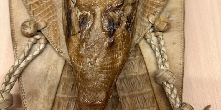 Молдова — родина крокодилов: У авиапассажира из Кишинева немецкие таможенники нашли целого аллигатора, правда, засушенного — вез в подарок жене