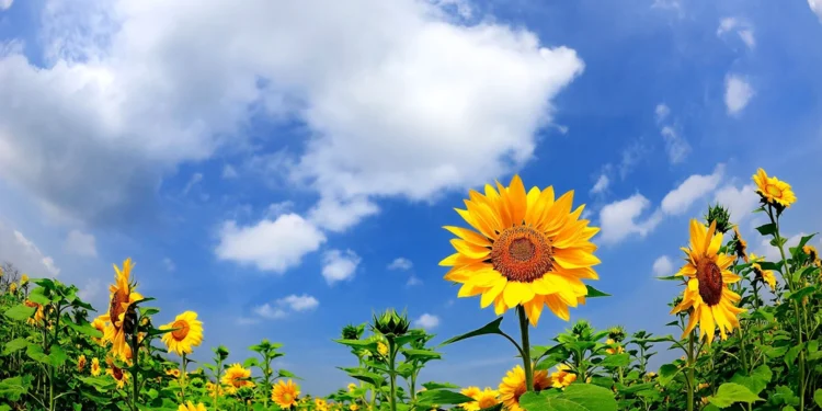 Жаркая погода 21 июля: переменная облачность и до +33°C по всей стране