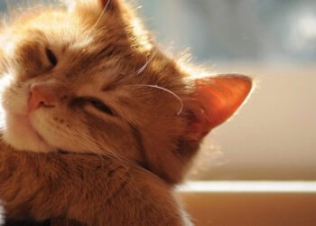 Погода 15 июля: жарко, местами возможны дожди