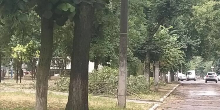 Последствия непогоды в Молдове: в Бендерах дерево придавило человека