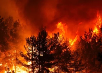 Аномальная жара в Турции: Массовые пожары, погибшие и температурные рекорды