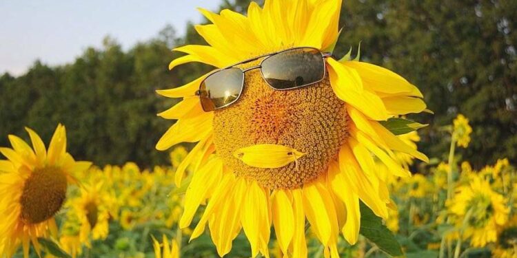 Жара и кратковременные грозовые дожди: о погоде на вторник