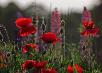 По-прежнему жарко и без существенных осадков: о погоде в пятницу