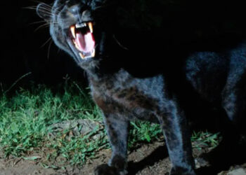 В Румынии разыскивают пантеру сбежавшую с территории Болгарии