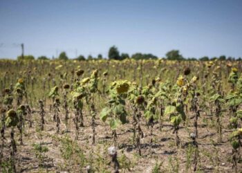 «Фермеры банкротятся при молчаливом соучастии властей»: Ещё один район требует ввести ЧП в сельском хозяйстве