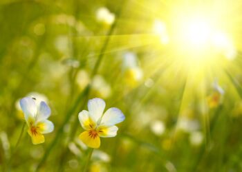 Тепло и без осадков: прогноз погоды на последний день июля