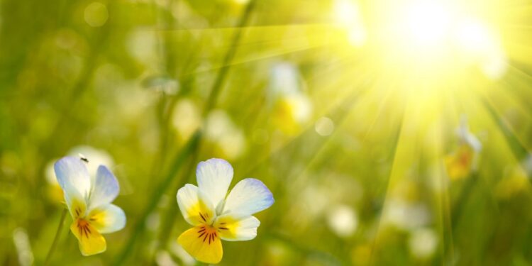 Тепло и без осадков: прогноз погоды на последний день июля