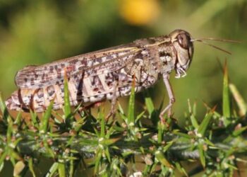 Нашествие саранчи на юге Молдове: Потребовалось вмешательство НАБП