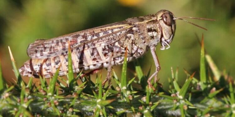 Нашествие саранчи на юге Молдове: Потребовалось вмешательство НАБП