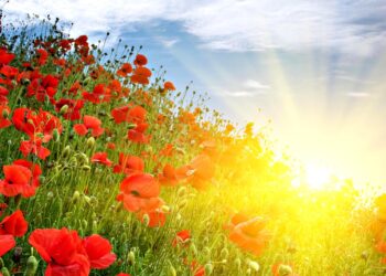 Жара и опасность пожаров 4 июля: переменная облачность и до +35°C по всей стране