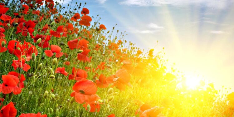 Жара и опасность пожаров 4 июля: переменная облачность и до +35°C по всей стране