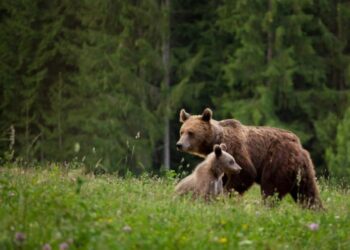 Трагедия на Трансфэгэрашском шоссе. Итальянского мотоциклиста убила медведица