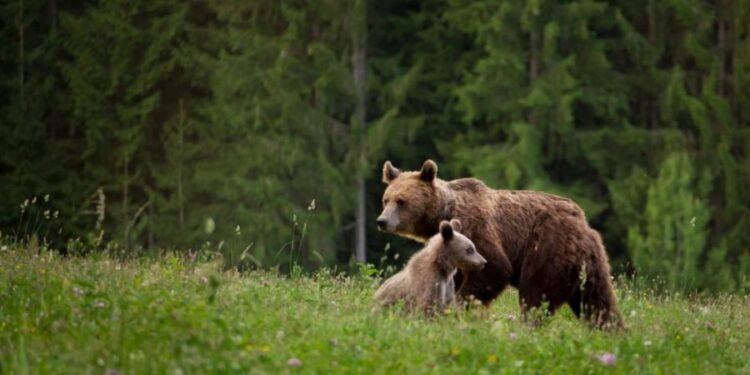Трагедия на Трансфэгэрашском шоссе. Итальянского мотоциклиста убила медведица
