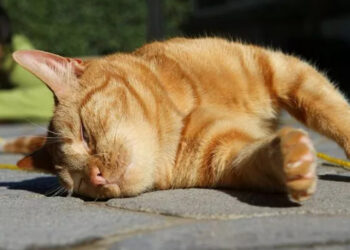 Жара 7 июля: температура поднимется до +38°C в большинстве регионов