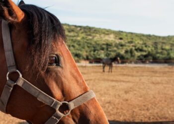 НАПБ запрещает использовать лошадей и ослов для работы в часы жары