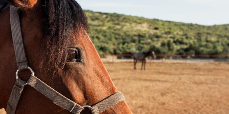 НАПБ запрещает использовать лошадей и ослов для работы в часы жары