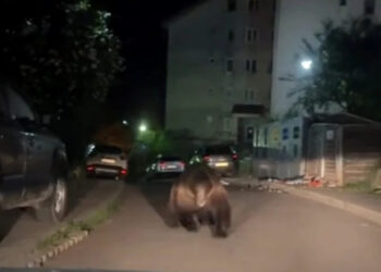 Un urs uriaș a fost filmat când se pregătea să atace o mașină, printre blocuri. „Dacă eram pe jos”