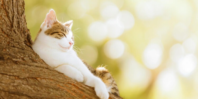 Caniculă și instabilitate atmosferică pe 9 iulie: Cod galben emis pentru întreaga țară