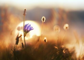 Soare și cer variabil în toată țara: Câte grade vor fi?