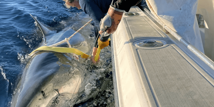 В США нашли акулу-людоеда рекордных размеров, прозванную «воином океана»