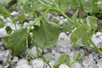 Град уничтожил урожай в Сороках: десятки гектаров садов, зерновых и овощей повреждены. 21 населённый пункт остался без света