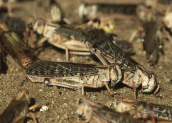 На юге Молдовы появилась саранча