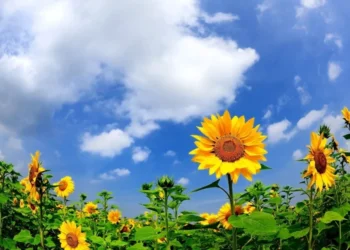 Val de căldură peste Moldova: +35°C în sud și recomandări de protecție