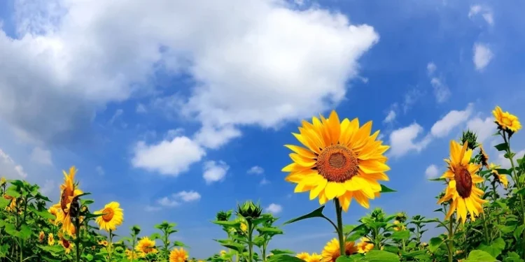 Val de căldură peste Moldova: +35°C în sud și recomandări de protecție