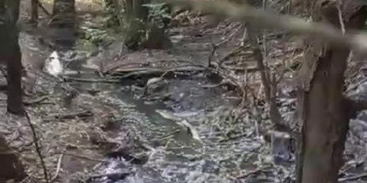 Экологическая катастрофа в Чореску: канализация из Крикова выливается в реку Икель – тревожный сигнал для всей страны